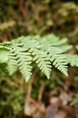 close up of fern leaf in the forest