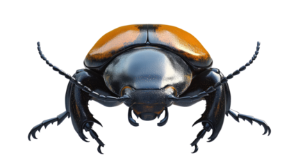 Black and Orange Beetle: A close-up portrait of a striking black and orange beetle, captured in sharp detail. Its intricate markings and menacing stance make for a captivating image.