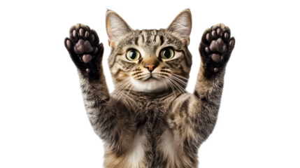 Catch Me If You Can: Playful Tabby Cat Reaches for the Camera with Adorable Enthusiasm.  A perfect blend of cuteness and curiosity.  