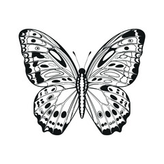 Black and White Butterfly Illustration with Floral Wing Designs on White Background