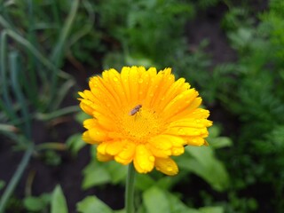 Radiant Calendula Flowers in Bloom