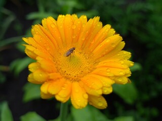 Radiant Calendula Flowers in Bloom