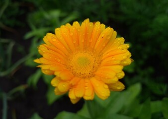 Radiant Calendula Flowers in Bloom