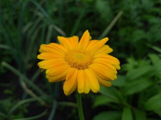 Radiant Calendula Flowers in Bloom