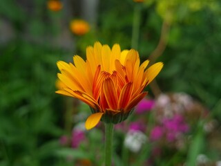 Radiant Calendula Flowers in Bloom
