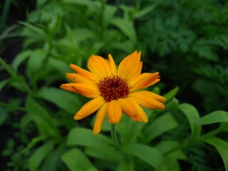 Radiant Calendula Flowers in Bloom