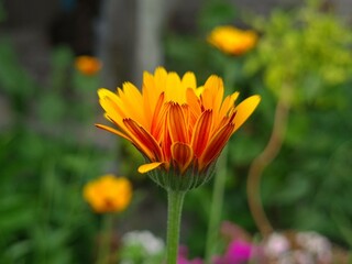 Radiant Calendula Flowers in Bloom