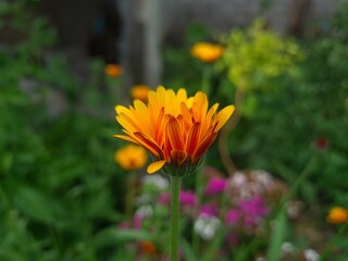 Radiant Calendula Flowers in Bloom