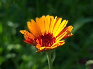 Radiant Calendula Flowers in Bloom