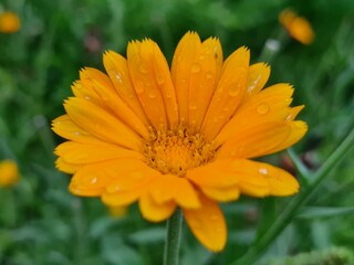 Radiant Calendula Flowers in Bloom