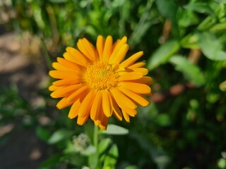 Radiant Calendula Flowers in Bloom