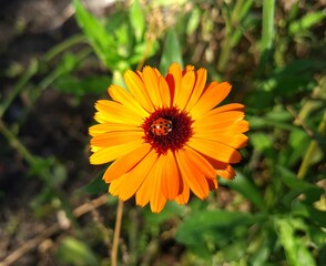 Radiant Calendula Flowers in Bloom