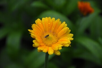 Radiant Calendula Flowers in Bloom