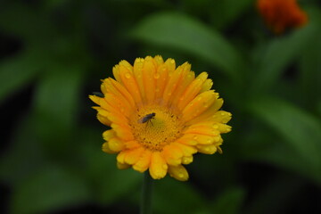 Radiant Calendula Flowers in Bloom