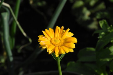Radiant Calendula Flowers in Bloom