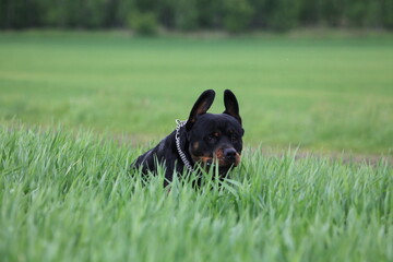 Rottweiler springt durch ein Feld 