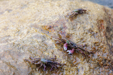 Selective focus of crab in its natural habitat, Leptograpsus variegatus, known as the purple rock crab is a marine large-eyed crab of the family Grapsidae, Living out naturally animal along seashore.