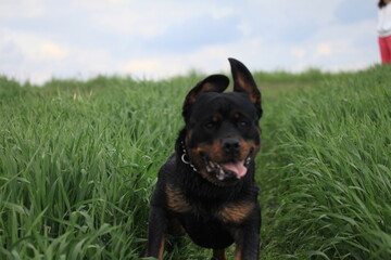 Rottweiler springt durch ein Feld 