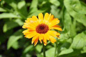 Radiant Calendula Flowers in Bloom