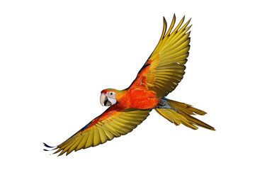 Colorful flying Camelot Macaw parrot isolated on transparent background png file © Passakorn