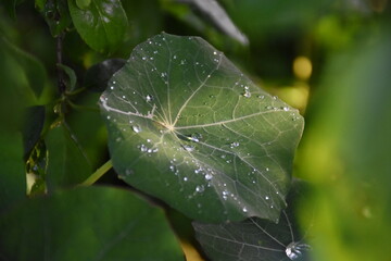 Crystal Water Droplets on Leaf