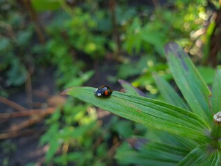 Ladybug Crawling on Vibrant Green Leaf
