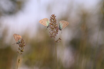 tre farfalle in primavera al tramonto