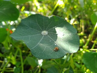 Ladybug Crawling on Vibrant Green Leaf
