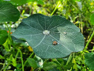 Ladybug Crawling on Vibrant Green Leaf
