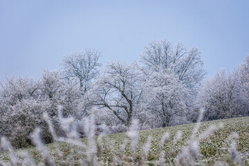 Bäume an einem frostigen Wintertag