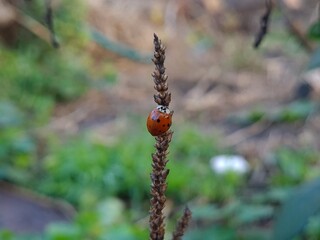 Ladybug Crawling on Green Stem