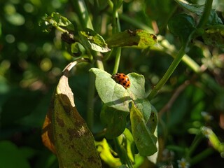 Ladybug Crawling on Vibrant Green Leaf