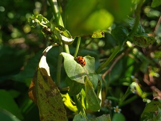 Ladybug Crawling on Vibrant Green Leaf