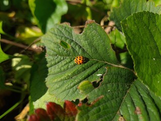 Ladybug Crawling on Vibrant Green Leaf