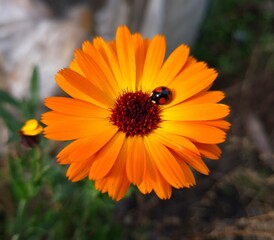 Ladybug on Vibrant Calendula Flower Petals