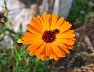 Ladybug on Vibrant Calendula Flower Petals