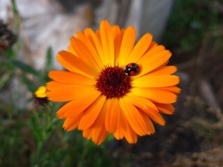 Ladybug on Vibrant Calendula Flower Petals