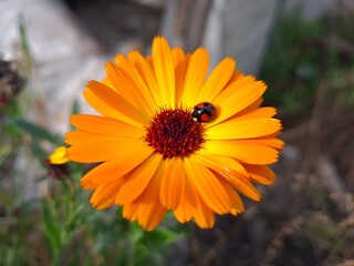 Ladybug on Vibrant Calendula Flower Petals