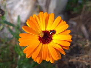 Ladybug on Vibrant Calendula Flower Petals