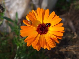 Ladybug on Vibrant Calendula Flower Petals