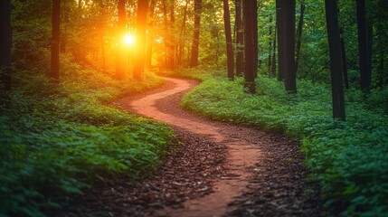 Winding forest path at sunset.
