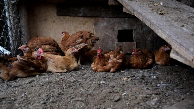 Hand held shot of few broilers or meat chickens relaxing in the corner of outdoor enclosure as animals being cage free organically raised in back yard farm