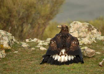 grandes reapaces, real, imperial y buitre negro
