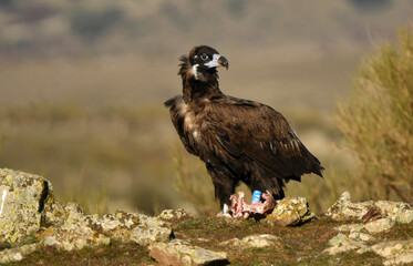 grandes reapaces, real, imperial y buitre negro