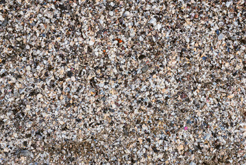 sea shells background
