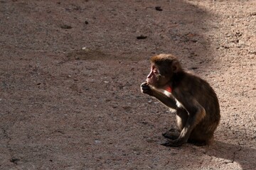 エサを口にし見上げる座ったニホンザル