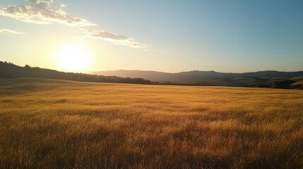 Fototapeta premium Wide-open field bathed in golden sunlight during sunrise, with a pristine blue sky overhead, symbolizing hope and natural beauty.