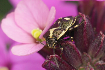 Closeup on a Rape shieldbug , Eurydema oleracea , sitting on a purple wallflower