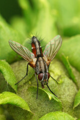 Vertical closeup on a red colored Tachinid fly, Mintho rufiventris in the garden