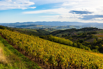 Panorama of the Beaujolais vineyards from the surroundings of Oingt, near Lyon